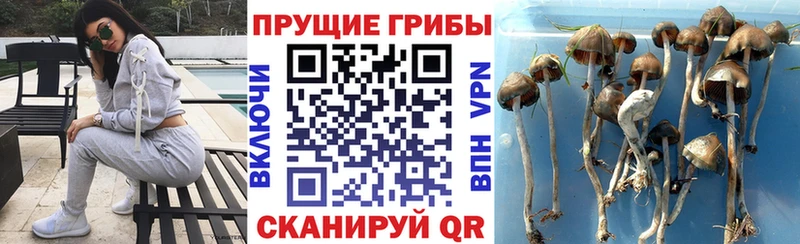 купить наркотики сайты  Тюкалинск  Псилоцибиновые грибы GOLDEN TEACHER 